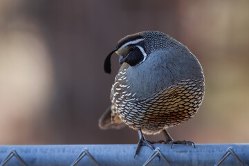 Mail California Quail tilting his head