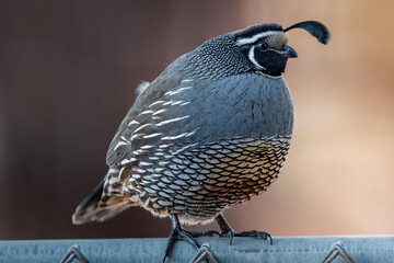 Male California Quail
