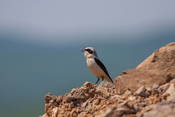 bird watching around on the ground, Northern Wheatear, Oenanthe oenanthe