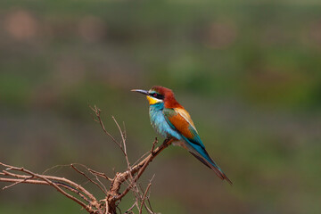 colourful bird watching around on the wood, European Bee-eater, Merops apiaster