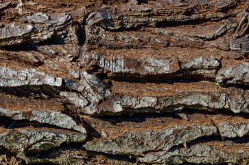 background pattern of wood bark near