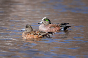 American Widgeon Pair on the water 5