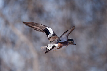 American Widgeon in Flight (duck)