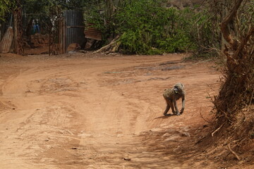 Fototapeta premium Kenya - Nairobi - Baboon in the bush
