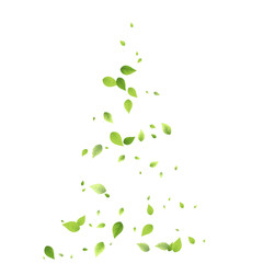 Leaves Green Falling Flying Foliage Leaf Tea Mint