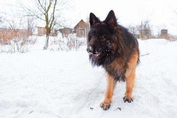 German shepherd dog is playing in the snow