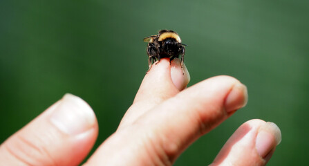 shaggy bumblebee sits on the palm of a person