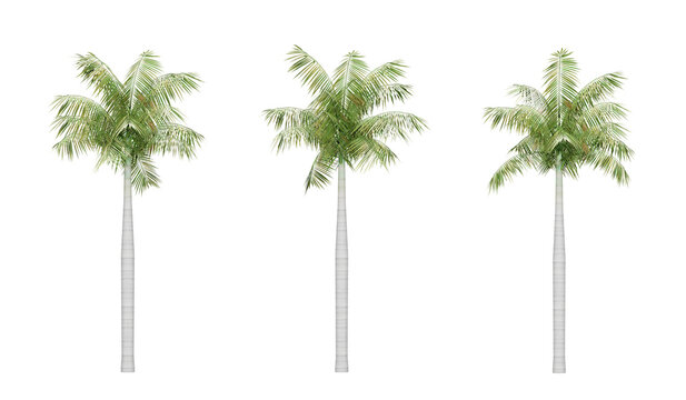 Set of palm trees in transparent background, 3d render illustration.