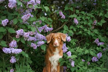 dog in lilac bushes. Happy. Nova Scotia duck tolling Retriever in nature, Pet portrait in bloom
