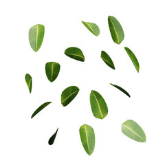 Green leaf plant on transparant background, 3d render illustration.