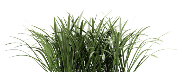 Green grass plant on transparant background, 3d render illustration.