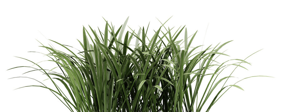 Green grass plant on transparant background, 3d render illustration.