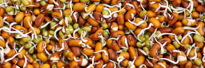 Mixed sprouts of red cowpea and green mung beans for healthy vegetarian snack, everyday superfood...