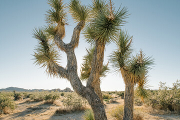 joshua tree national park