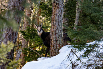 Cute looking mountain goat peaking from behind the trees with natural backlight