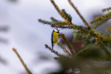 Small colourful bird sitting on top of the tree with natural light and depth
