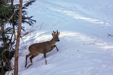 Wild deer walking up a snowy hill with natural backlighting