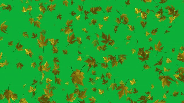 Leaves falling animation in 4K Ultra HD, Loop animation with green screen background