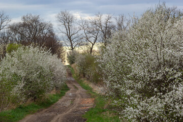 Alley of flowering cherry trees and dirt road, springtime view