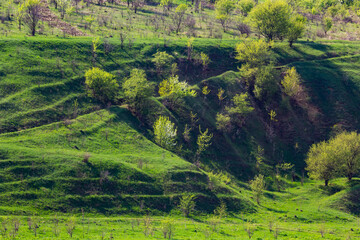 View ravine covered with greenery. Landscape valley with geological faults. Earthen mountains and...