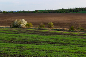 Fototapeta na wymiar View of a spring plowed field, a tree, and a beautiful sky with clouds