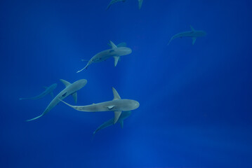 School of Galapagos Sharks in Blue Water Hawaii