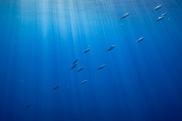 School of Skip Jack Tuna swimming in perfect blue  water and sunrays