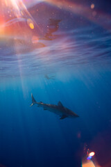 Tiger Shark in a Beautiful Colorful Blue Water Shot