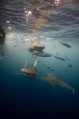 Galapagos Sharks in Murky Water