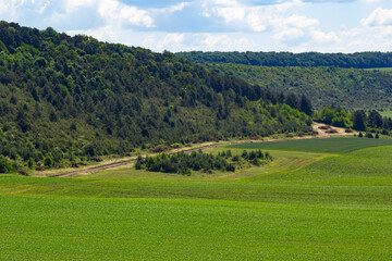 Fototapeta na wymiar Summer landscape with hilly green field and forest in the distance