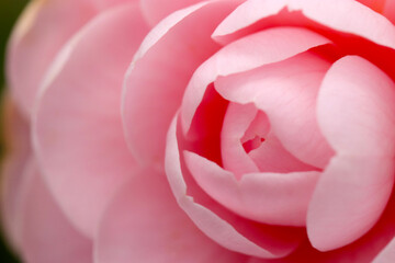 Pale pink Camellia "Tsubaki"  flower petal, close up macro photography.