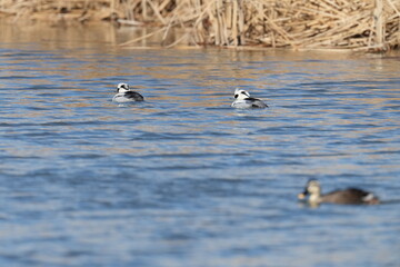 smew in a pond