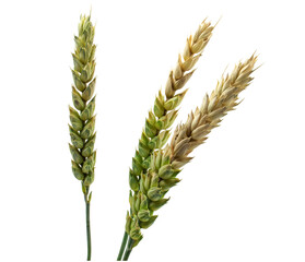 Close-up of ripening ears of wheat isolated on white background.