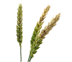 Close-up of ripening ears of wheat isolated on white background.