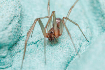 Male of cupboard spider, Steatoda grossa, looking or preys