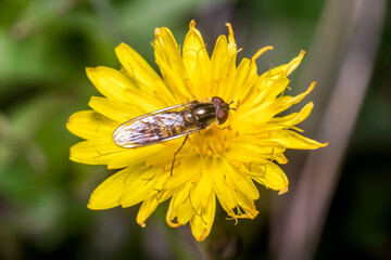 Marmalade hoverfly, Episyrphus balteatus, posed on a yellow flower