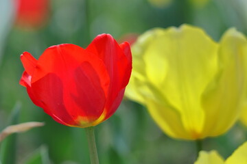 Obraz premium 色とりどりに咲き誇る赤白黄色