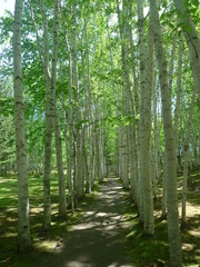 White Birch Path, Hokkaido, Japan