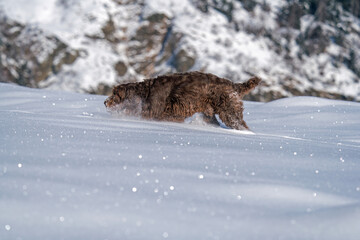 Obraz premium snow walking with the dog, a pudelpointer a hunting dog, on the mountains at a sunny winter day