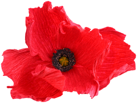 Isolated single poppy paper flower made from crepe paper