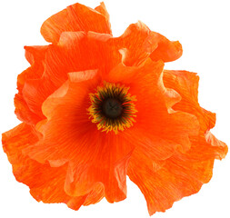Isolated single poppy paper flower made from crepe paper - 572556754