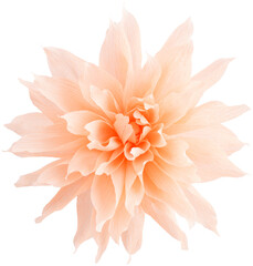 Isolated single paper flower dahlia made from crepe paper - 572556770