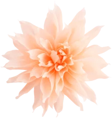 Foto op Canvas Isolated single paper flower dahlia made from crepe paper © Elisabeth Cölfen