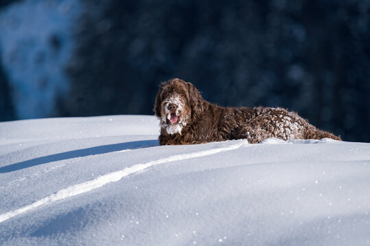 รูปภาพPudelpointer – เลือกดูภาพถ่ายสต็อก เวกเตอร์ และวิดีโอ452 | Adobe ...
