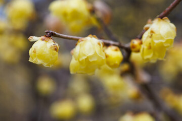 Yellow plum blossom