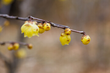 Yellow plum blossom