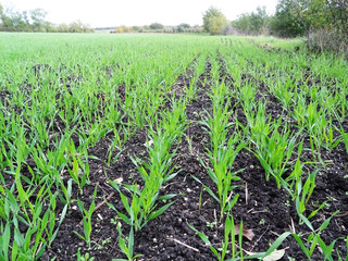 Fototapeta na wymiar Wheat seedlings in the field close-up, growing a grain crop