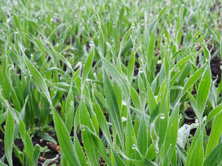 Wheat seedlings in the field close-up, growing a grain crop