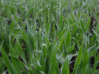 Wheat seedlings in the field close-up, growing a grain crop