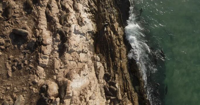 Aerial View South Africa Seal Colony swimming near the rocks as waves crash at Robberg Nature Reserve